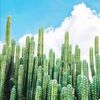 thedarlincactus